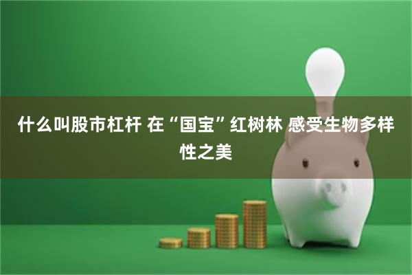 什么叫股市杠杆 在“国宝”红树林 感受生物多样性之美